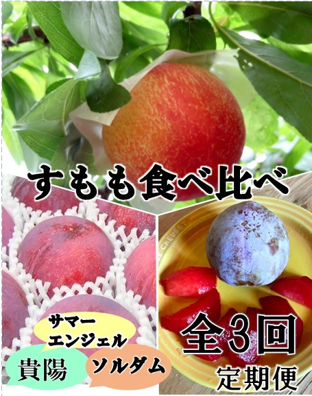 
            【定期便】すもも好き必見！！すもも3種定期便3回 1回目 サマーエンジェル 2回目 ソルダム 3回目 貴陽【2025年発送】（ISI）D4-158【すもも 桃 モモ 令和7年発送 期間限定 山梨県産 甲州市 フルーツ 果物】
          