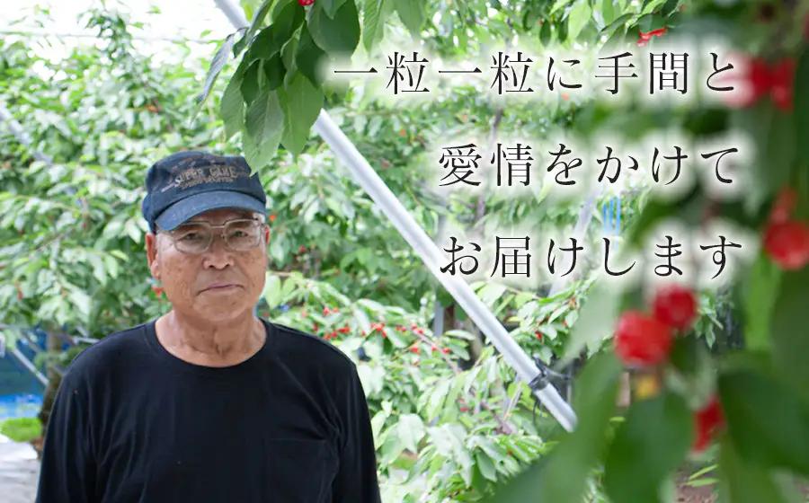 さくらんぼ「佐藤錦」バラ詰め(Lサイズ以上) 500g 山形県鶴岡産 伊藤サクランボ園 令和9年産 K-942