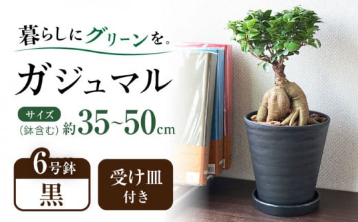 観葉植物 ガジュマル 多幸の木 6号 ブラックセラアート 鉢 / ガジュマル 鉢植え 観葉 植物 インテリア おしゃれ プレゼント / 大村市 /琴花園[ACYK015]