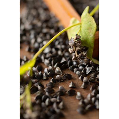 ふるさと納税 白馬村 白馬産そば粉を使用  信州そば　200g×8袋 |  | 02