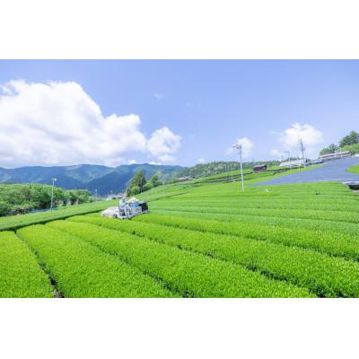 ふるさと納税 川根本町 「川根の茶」ペットボトル500ml×24本入り |  | 03