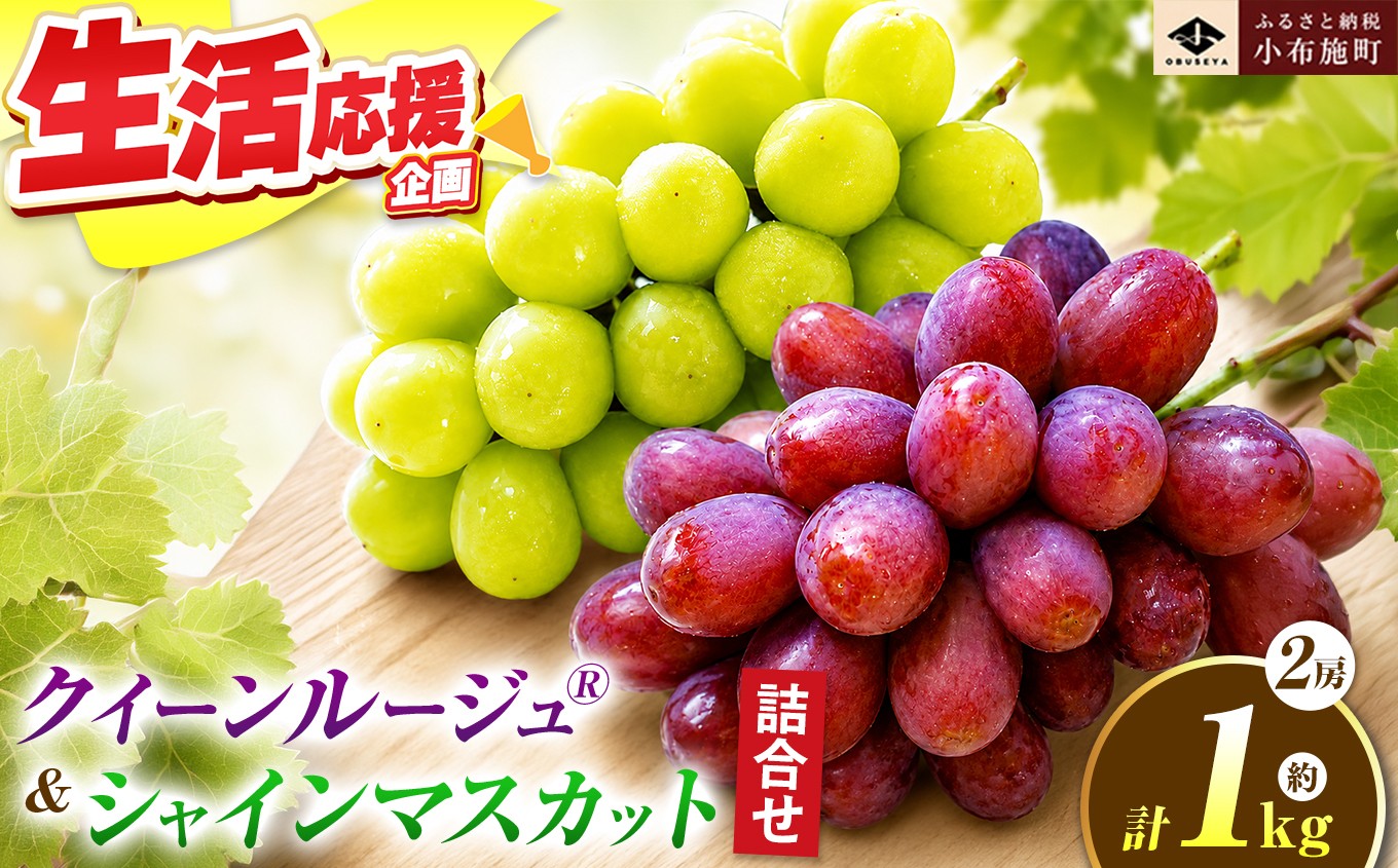 
                  先行受付 クイーンルージュ® & シャインマスカット 詰合せ 約1kg 各1房 【2026年9月上旬～11月上旬発送予定】［新規就農者応援コース 幸作会］｜フルーツ ブドウ 果物 ぶどう 葡萄 長野 信州 クール便 冷蔵便 数量限定 詰め合わせ セット 食べ比べ ぶどう詰め合わせ 小布施町［K-37］
                