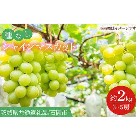 【2025年9月より順次発送】シャインマスカット 約2kg（3～5房）【茨城県共通返礼品/石岡市】【葡萄 ぶどう マスカット フルーツ 果物 くだもの 茨城県 15000円以内】(IT-15)