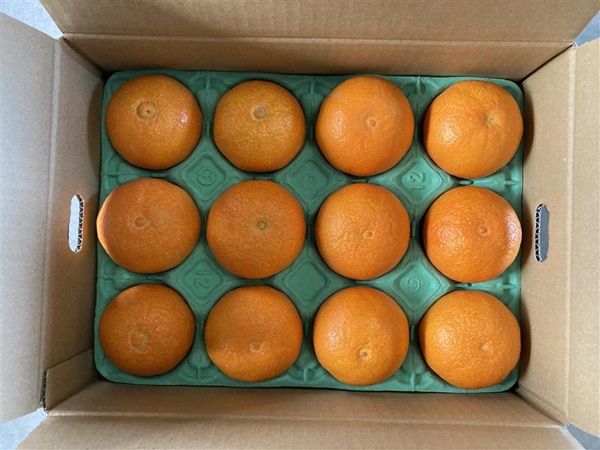 愛果28号 3kg 優品 レッスルファーム みかん 愛媛【2025年12月中旬以降順次発送】先行予約 数量限定 お取り寄せ おすすめ 美味しい おいしい グルメ フルーツ くだもの 愛媛県産 人気 柑