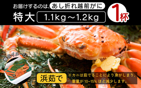 【訳あり】足折れ 越前がに 特大サイズ × 1杯（1.1～1.2kg）地元で喜ばれるゆで加減・塩加減で越前の港から直送！【雄 ズワイガニ ずわいがに 姿 ボイル 冷蔵 福井県】【3月発送分】[e23-