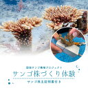 【ふるさと納税】 サンゴ株作り体験チケット 珊瑚 オーナー権 株主 権利 沖縄 体験 利用券 旅行 観光