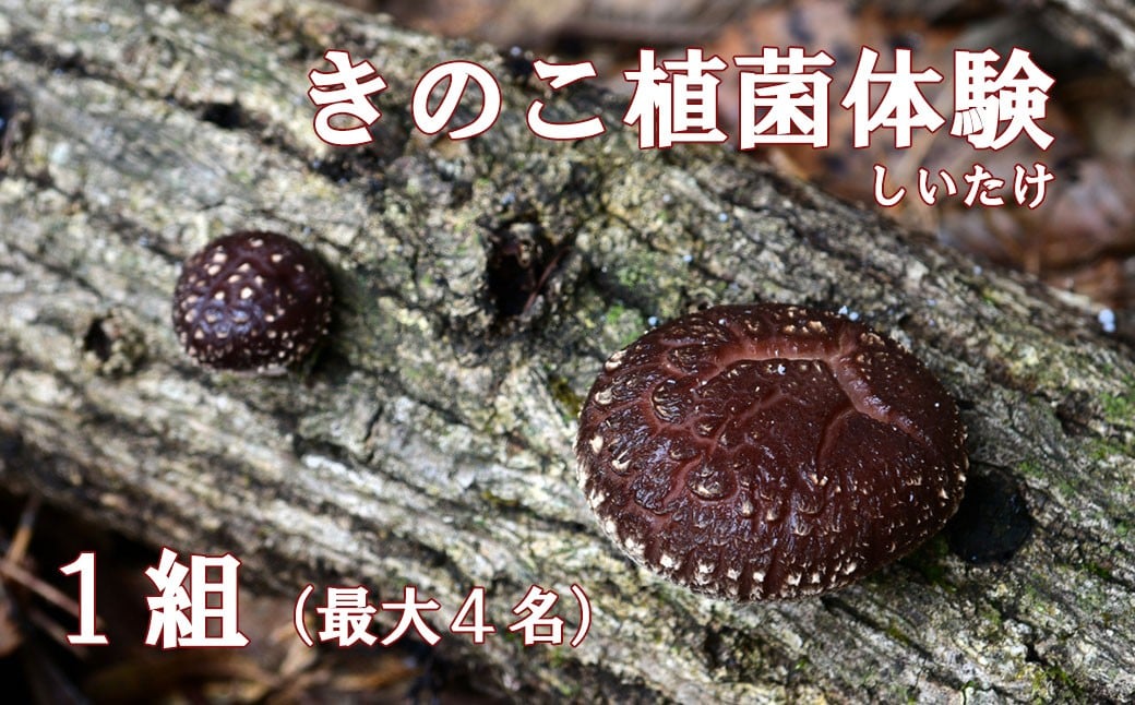 
                  【各日限定５組】きのこ（しいたけ）植菌体験　シイタケ 椎茸 山梨 やまなし 親子 農業体験 富士川町 簡単
                