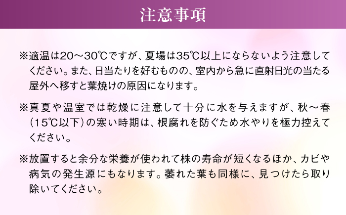 【 30セット 限定 】 デンファレ （ 洋蘭 ） 5本 立ち糸島市 / 和饗エコファーム株式会社 蘭 洋蘭 デンファレ 花 インテリア お祝い 贈り物 [AVI003]