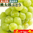 【ふるさと納税】ぶどう【2025年発送】岡山県備前市産 樹上完熟 桃太郎ぶどう(露地栽培) 選べる内容量 約2kg 1房箱×4箱 フルーツパークびぜん《8月中旬-10月中旬頃出荷》岡山県 備前市 桃太郎ぶどう 桃太郎 ぶどう 露地栽培 葡萄 フルーツ 果物