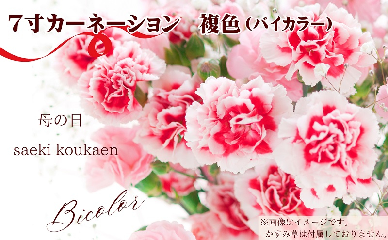 
                  【2025母の日 先行予約】7寸カーネーション　複色（バイカラー）母の日ギフト 花 フラワー 植物 お花 贈り物 珍しいカーネーション 底面給水 母の日のプレゼント 
                