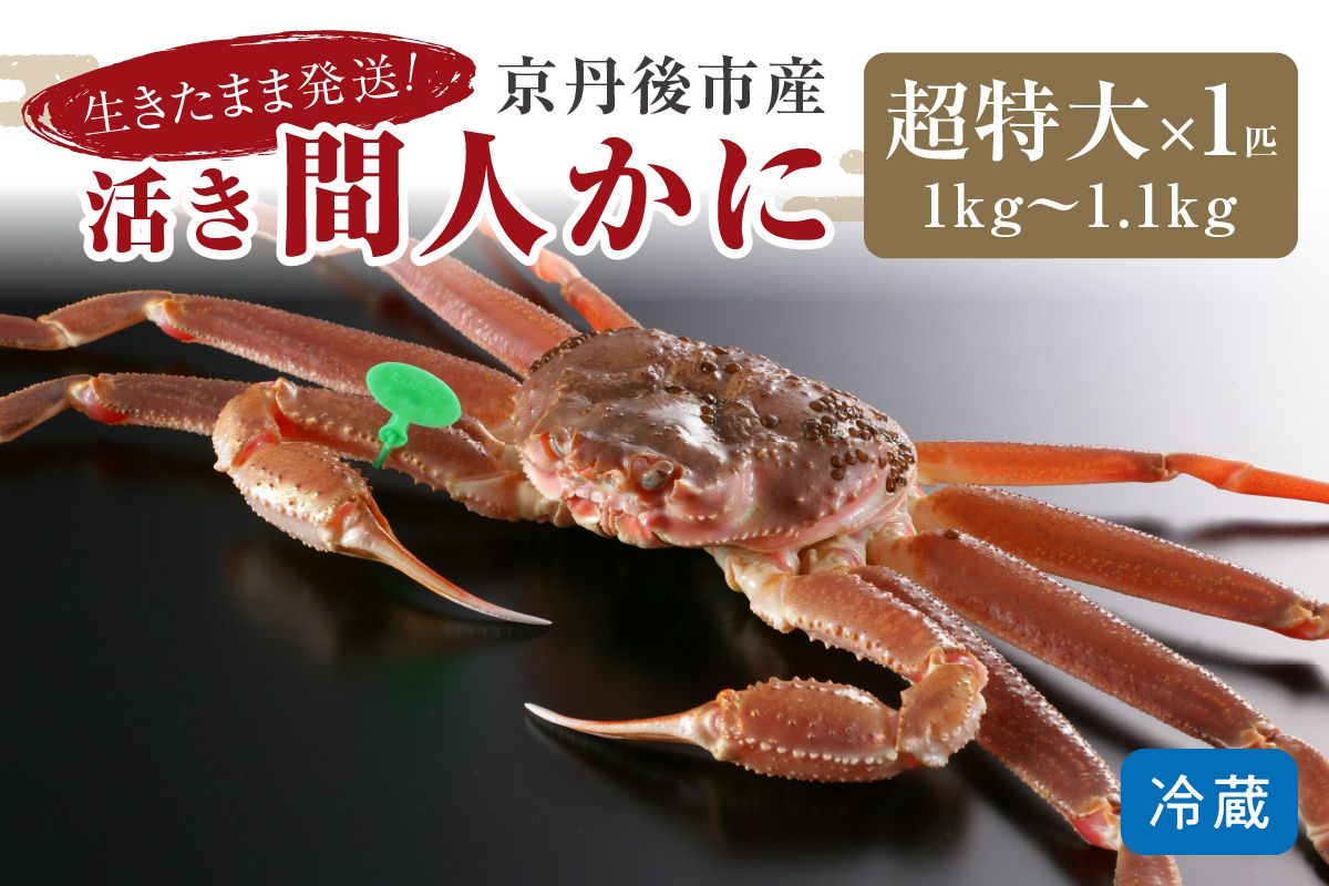 かに卸し問屋がお届け・浜競り厳選！幻の活間人ガニ 1ｋｇ～1.1ｋｇ 超特大サイズ（11月発送）／北畿水産　HK00302