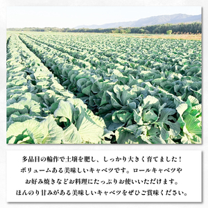 キャベツ 大玉キャベツ 2玉 4kg  (1玉約2kg)  野菜 キャベツ