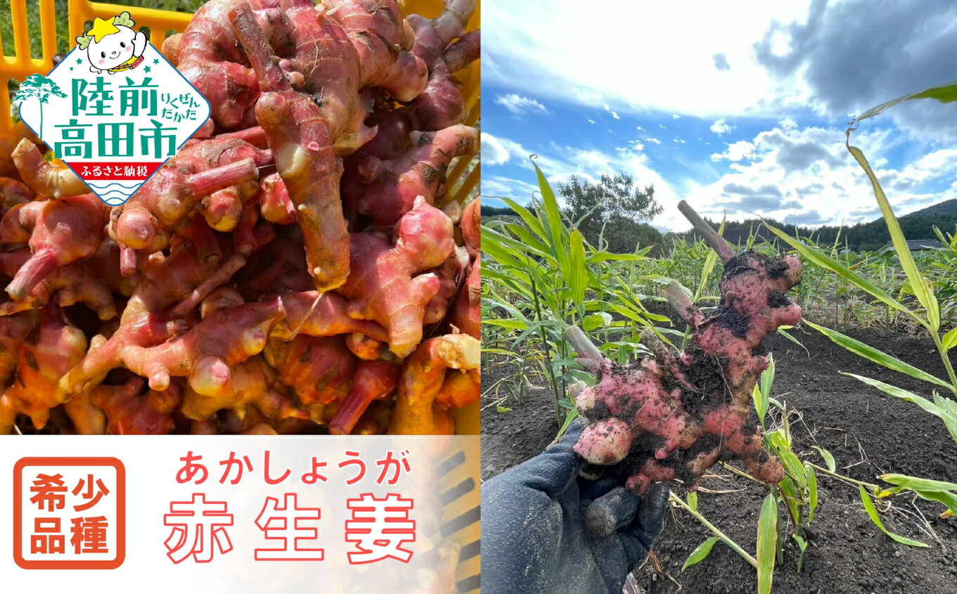 【ふるさと納税】先行予約 希少品種 赤生姜 内容量が選べる 500g 1kg [ 生姜 しょうが ショウガ ジンジャー 野菜 旬 調味料 薬味 料理 生姜焼き 煮魚 甘酢漬け ガリ 佃煮 唐揚げ 新生姜 囲い生姜 ぽかぽか 辛み 産地直送 国産 岩手県 陸前高田市 Farm Koganeyama ]