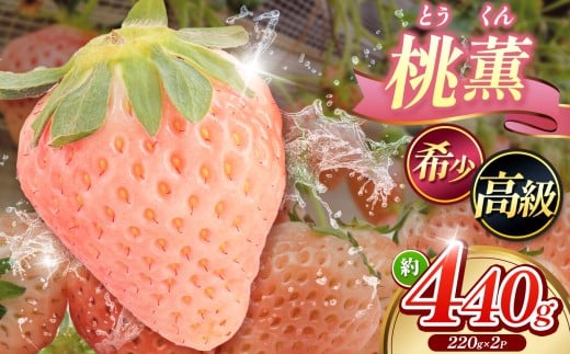 希少 ！ 「 桃薫 （ とうくん ） 」 約220g × 2パック（ 約440g ）｜  桃薫 とうくん 希少いちご 限定 栽培 国産いちご 苺 いちご イチゴ 高級フルーツ 芳醇 果肉 やわらかい 贈答用 おすすめ 山口県 平生町