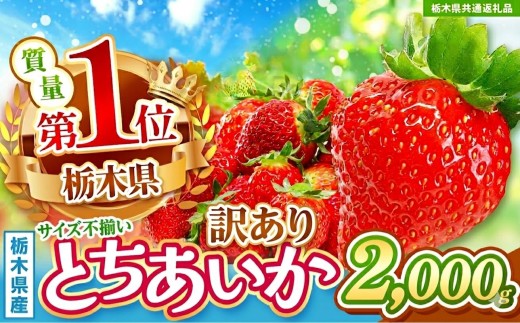 【先行予約】【栃木県共通返礼品】訳あり いちご サイズランダム 約2kg | 果物 くだもの フルーツ 野菜 やさい ヤサイ 苺 イチゴ いちご とちあいか 新鮮 甘い 数量 限定 美味しい 果物 フルーツ デザート 訳あり 栃木県 那珂川町 送料無料