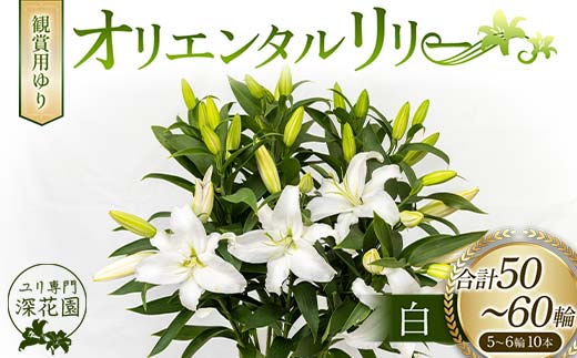 ユリ専門＜深花園＞観賞用ゆり オリエンタルリリー 白 5~6輪 10本  植物 フラワー 花 F23R-528