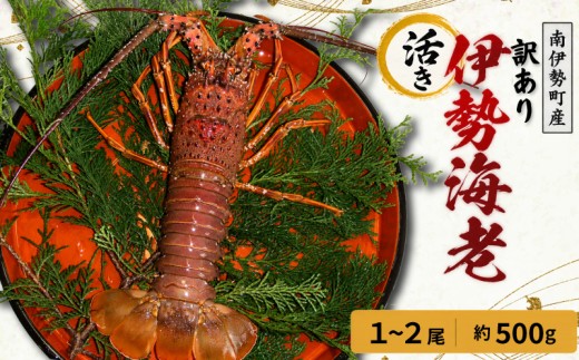 訳あり 活き 伊勢海老  1～2尾 計 約500g (冷蔵) / 海鮮 海の幸 海老 伊勢海老 伊勢えび BBQ 刺身 焼き物 お味噌汁 鍋 魚介類 刺身 刺し身 国産 産地直送 いせえび 鍋 ebi iseebi 40000円以下 四万円以下 海宝水産