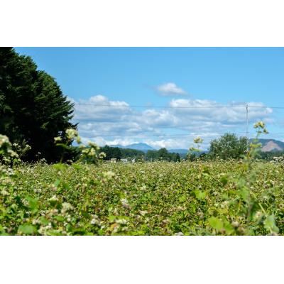 ふるさと納税 新得町 大晶ファームの【大晶そば】Z-1303 |  | 02
