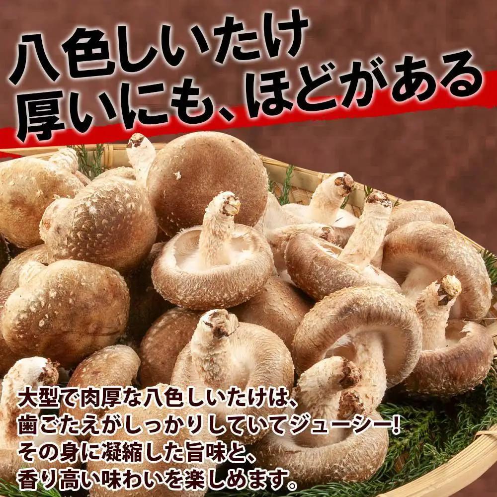 【無地のし】 南魚沼産 八色 しいたけ 1kg シイタケ 椎茸 生しいたけ きのこ キノコ 肉厚 越季 新潟県 南魚沼市