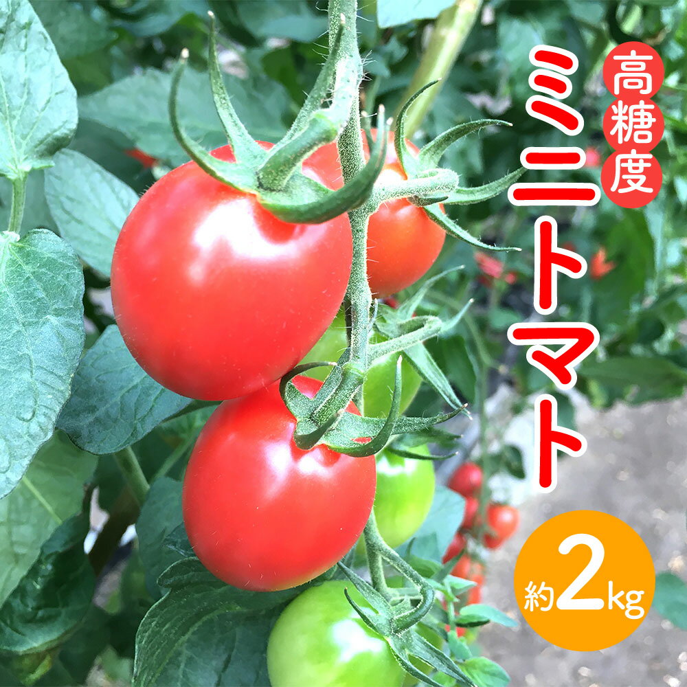 【ふるさと納税】高糖度ミニトマト 約2kg 1箱 トマト 野菜 やさい サラダ 高知県産 国産 高知県 香美市 送料無料 【2026年6月上旬迄発送予定】