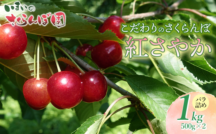 
            【令和8年産先行予約】こだわりのさくらんぼ「紅さやか」（Lサイズ以上）バラ詰め 1kg （500g×2）いまいのさくらんぼ園　K-858
          