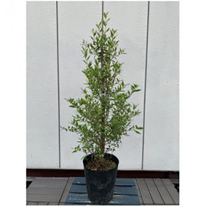 【ふるさと納税】芳香のある白い花 ギンバイカ(銀梅花)〈プラス樹〉