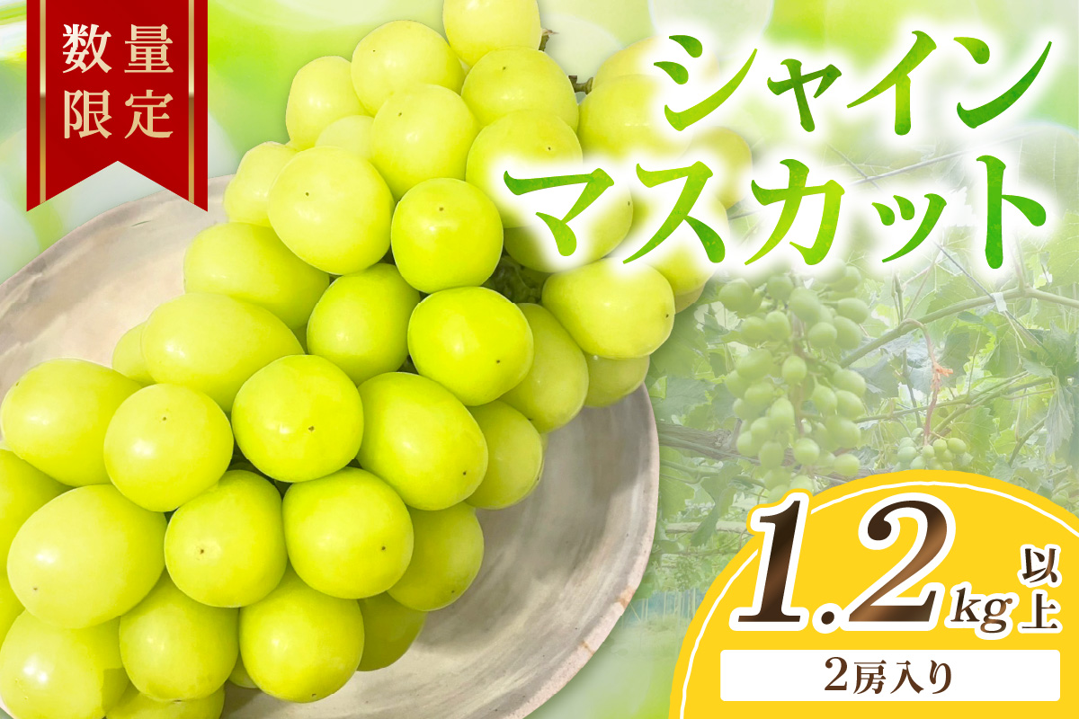 【先行予約／数量限定100】シャインマスカット 1.2kg以上（2房入り）（2026年9月上旬～発送）　FK00017
