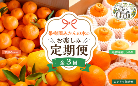 「果樹園みかんの木」のお楽しみ３回定期便コース　みかん 温州みかん 完熟みかん  柑橘 不知火 しらぬひ でこぽん デコポン 佐賀県 太良町 Q45