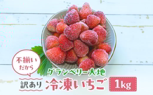 【訳あり】冷凍いちご 1kg いちごイチゴ 苺 冷凍 シェイク スムージー 冷たい グランベリー大地 茨城県 常総市 ※沖縄県・離島への配送不可