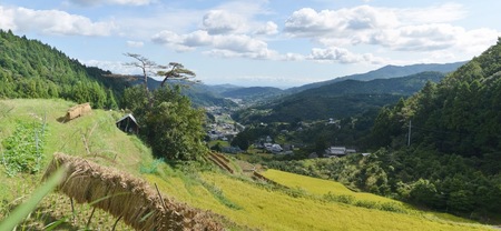 令和6年度果樹オーナー権（すだち） 