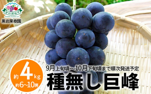 [No.5657-2603]種無し巨峰 約4kg (約6～10房)《黒岩果樹園》■2025年発送■※9月上旬頃～10月下旬頃まで順次発送予定