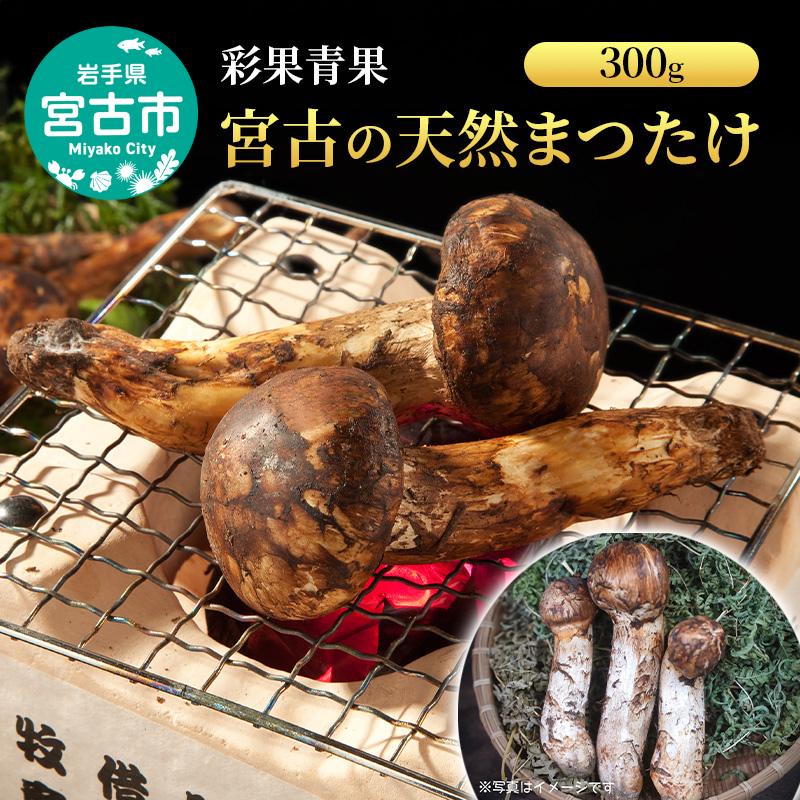 宮古の天然まつたけ300ｇ 宮古産 まつたけ 天然まつたけ きのこ 野菜 贈答用 木箱