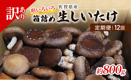 しいたけ 佐賀県産 箱生しいたけ 椎茸 しいたけ【約800g】【定期便 12回 訳あり】
