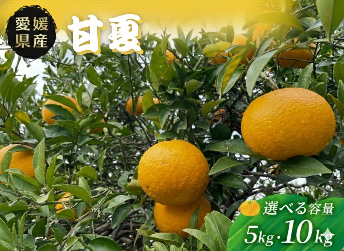 
                  甘夏 5kg/10kg 愛媛県 秀品 四国中央市産 送料無料 果物 フルーツ
                