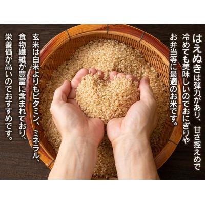 ふるさと納税 鶴岡市 【令和6年産】山形県庄内産 小池半左衛門のお米　はえぬき 玄米 5kg×2袋 計10kg |  | 01
