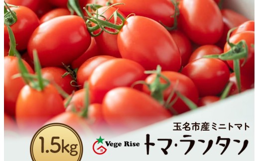 ミニトマト生産量 日本一 玉名市！！ 「 トマ・ランタン 」 1.5kg | ミニトマト トマト Vege Rise 野菜 やさい 高糖度 濃厚 アイコ 熊本県 玉名市 くまもと たまな