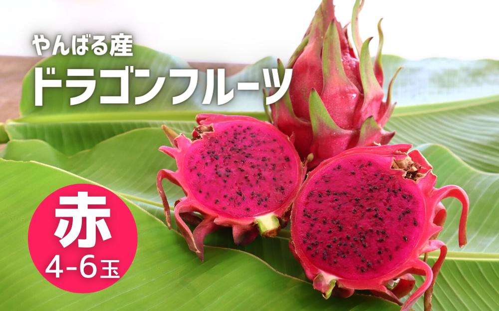 
            ＜2026年8月から順次発送＞やんばる産のドラゴンフルーツ赤 4～6玉【1584617】
          