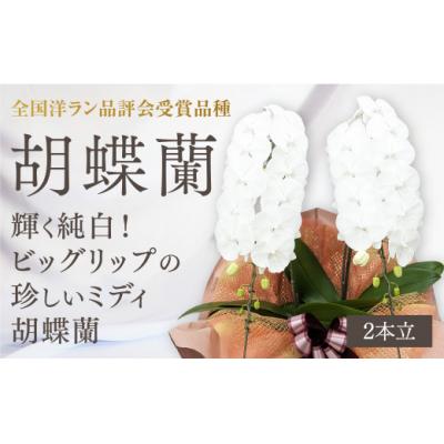 ふるさと納税 山口市 【全国洋ラン品評会受賞品種】ミディ系ホワイト胡蝶蘭『リトルシルキー』*2本立* C099