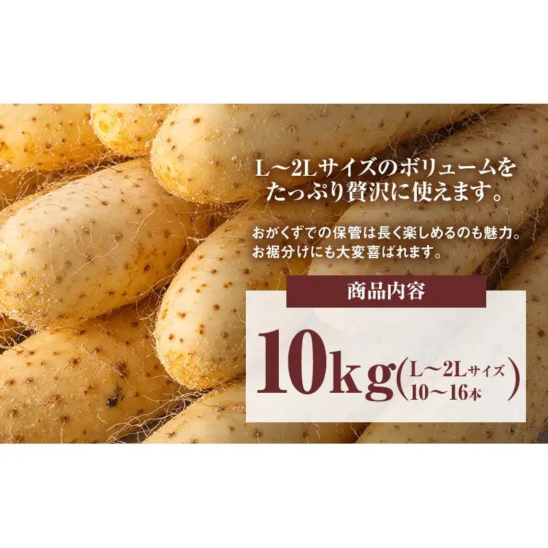 2026年12月発送 先行予約 十勝「忠類長いも」10kg (10～16本) L～2L［JA忠類］【 長芋 ながいも 山芋 芋 とろろ 野菜 根菜 産地直送 贈答 ギフト北海道 幕別 】