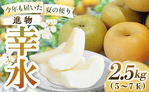 幸水【進物】2.5kg（岸田秀果園） 鳥取 梨 なし ナシ 果物 フルーツ 和梨 幸水梨 こうすいなし 人気 産地直送