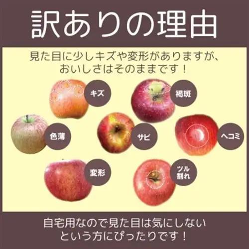 青森りんご 8～9月発送 黄王(きおう) 約5kg 訳あり クール便 平均糖度12度以上!_果物・フルーツ りんご  リンゴ 林檎_【配送不可地域：離島・沖縄県】【1606636】