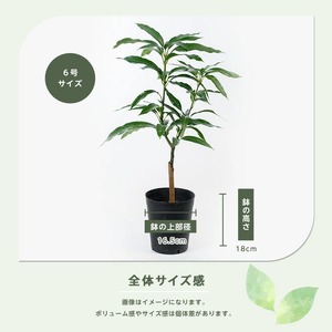 【観葉植物】玉文(ぎょくぶん)マンゴー苗木 6号ポット 3～4年生苗木 前園植物園 IB002-021  観葉植物 ※北海道・沖縄・離島配送不可
