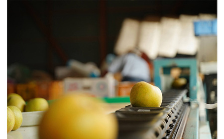 No.526 【先行予約】荒井果樹園の豊水　約5kg