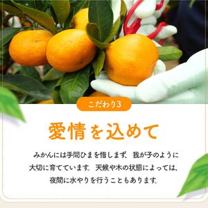早生 有田みかん10kg (大玉）2L～ ※2026年11月～2027年1月中旬順に順次発送予定 【tkn004-wr-l-10-12】