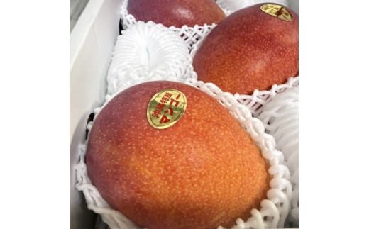 ＜2027年7月中旬より順次発送＞瀬底さんの贈答用アップルマンゴー2kg(4～5玉)【1778664】