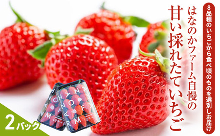 【予約販売】当園自慢の甘い採れたていちご2パック ※2026年2月上旬～4月下旬頃に順次発送予定