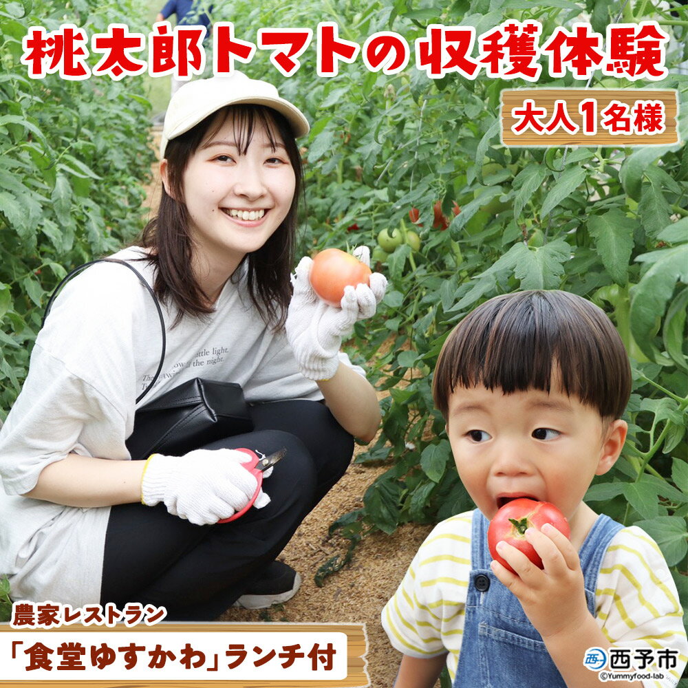 【ふるさと納税】＜桃太郎トマトの収穫体験（食堂ゆすかわのランチ付き）＞トマト収穫 体験 収穫 利用券 チケット 1名 1人 ランチ付き 桃太郎トマト トマト 持ち帰り 特産品 遊子川ザ・リコピンズ 愛媛県 西予市『1か月以内にチケット発送予定』