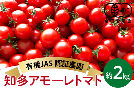 有機栽培ミニトマト　知多アモーレトマト　約2kg  甘い 濃い 旨味 安心 栄養 リコピン 高糖度 フルーツトマト 有機肥料 化学肥料不使用 袋培地栽培 野菜 お取り寄せ 愛知県 知多市 知多半島 特産品