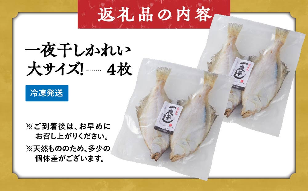 一夜干しかれい 大サイズ！(4枚)【鳥取県 境港市】