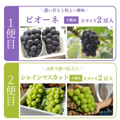 【発送月固定定期便】【きよとうファーム】ピオーネとシャインマスカット大2房の定期便(岡山県産)全2回【配送不可地域：離島】